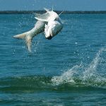 Calibrated Tours and Fishing Charters Siesta Key