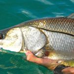 Calibrated Tours and Fishing Charters