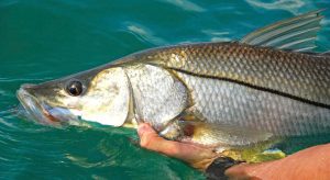 Calibrated Tours and Fishing Charters