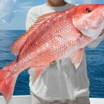 Calibrated Tours and Fishing Charters Red Snapper