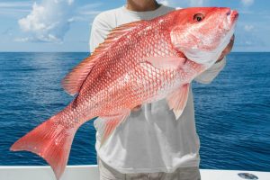 Calibrated Tours and Fishing Charters Red Snapper